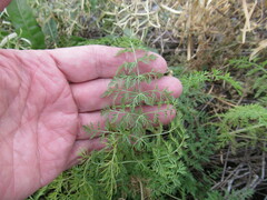 Sphallerocarpus gracilis