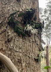 Dendrobium linguiforme