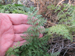 Sphallerocarpus gracilis