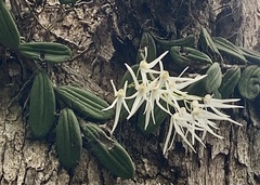 Dendrobium linguiforme