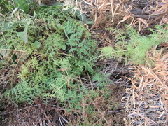 Sphallerocarpus gracilis