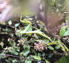 Tenodera angustipennis