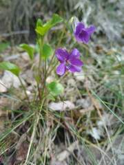 Viola riviniana