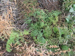 Sphallerocarpus gracilis