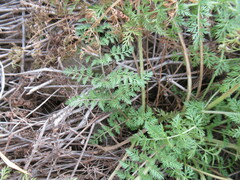 Sphallerocarpus gracilis