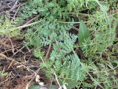 Sphallerocarpus gracilis