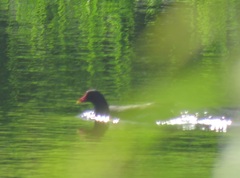 Gallinula chloropus meridionalis