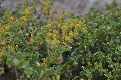 Coronilla minima