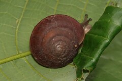 Quantula striata