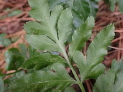 Pteris ensiformis