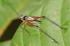 Nisitrus malaya