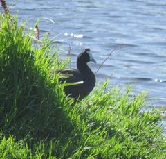 Fulica cristata
