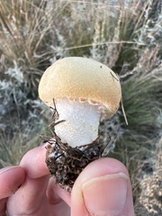 Lepiota magnispora