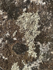 Xanthoparmelia conspersa