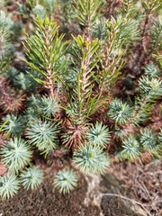 Pinus pinea