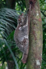 Galeopterus variegatus