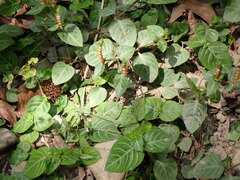 Lepidagathis inaequalis