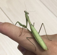 Statilia maculata maculata