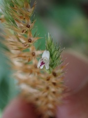 Lepidagathis inaequalis