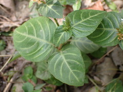 Lepidagathis inaequalis