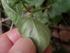 Lepidagathis inaequalis