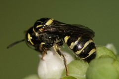 Ceratina collusor