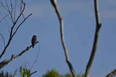 Eurystomus orientalis