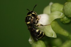 Ceratina collusor