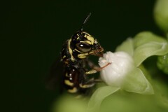 Ceratina collusor