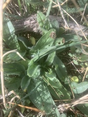 Echium vulgare
