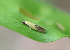 Opogona protodoxa