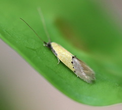 Opogona protodoxa