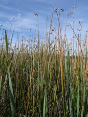 Schoenoplectus lacustris