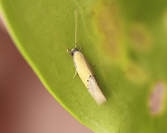 Opogona protodoxa