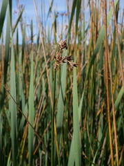 Schoenoplectus lacustris