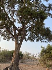 Philenoptera violacea