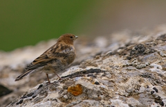 Leucosticte nemoricola