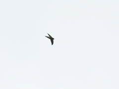 Aerodramus germani