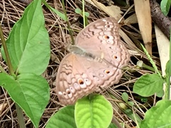 Junonia atlites atlites