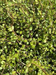 Muehlenbeckia