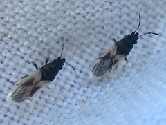 Metopoplax ditomoides