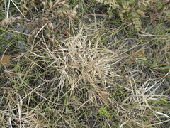 Cleistogenes squarrosa