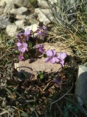Viola rupestris
