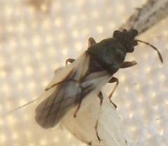 Metopoplax ditomoides