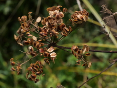 Peucedanum palustre