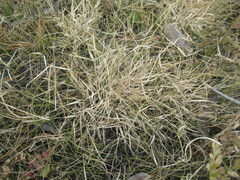 Cleistogenes squarrosa