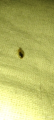 Cimex lectularius