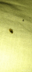 Cimex lectularius