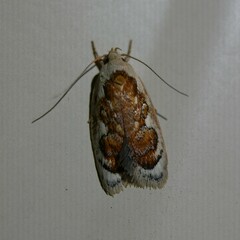 Euchaetis rhizobola