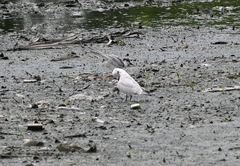 Gelochelidon nilotica